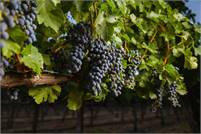 Designated Drivers Napa Sonoma Ona Marks